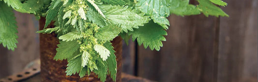 Stinging Nettle: Nature's Powerful Herbal Remedy